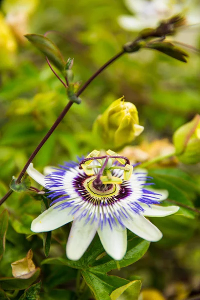 Flor blanca, verde y púrpura de la pasión (Passiflora) en flor ingenio —  Fotos de Stock