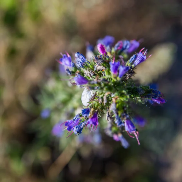 Escargot blanc sur Blue Purple Wild Flower dans la baie du Mont Saint-Michel — Photo