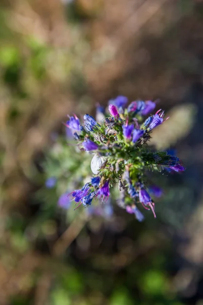 圣米歇尔山蓝紫色野花上的白蜗牛 — 图库照片