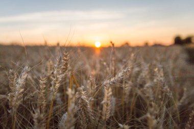 Normandiya 'da altın buğday tarlasında gün batımı - Portre versiyonu