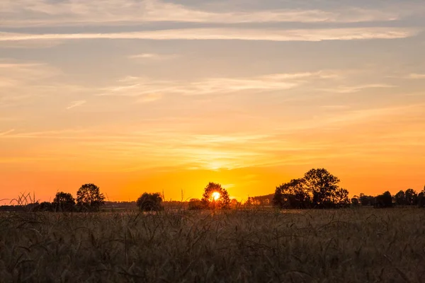 Sonnenuntergang hinter einem Baum über einem goldenen Weizenfeld in der Normandie — Stockfoto