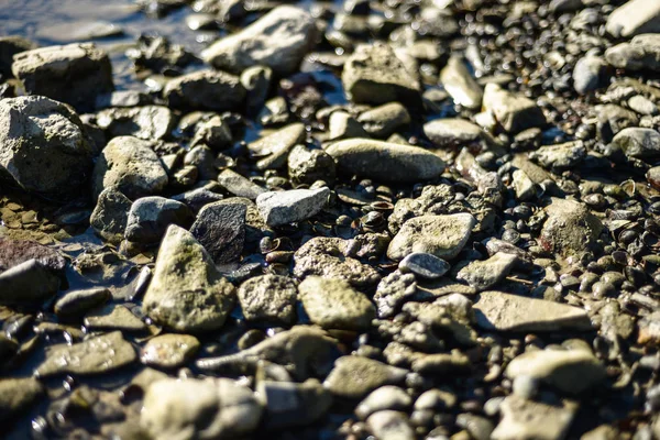 多くの灰色の石とシェルは 浅い水に浸した ドイツのライン川 — ストック写真