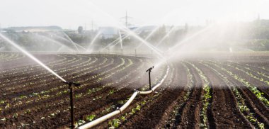 Batı Almanya'da bitkileri ekili alandaki fıskiyeleri kullanarak sulama sistemi ile sulama.