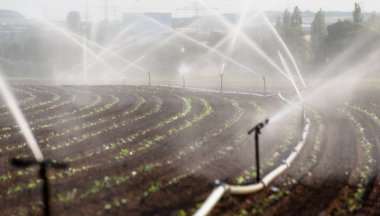 Batı Almanya'da bitkileri ekili alandaki fıskiyeleri kullanarak sulama sistemi ile sulama.