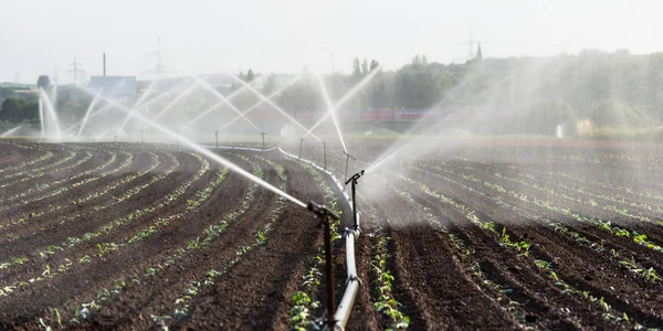 Watering Crops Western Germany Irrigation System Using Sprinklers Cultivated Field — Stock Photo, Image