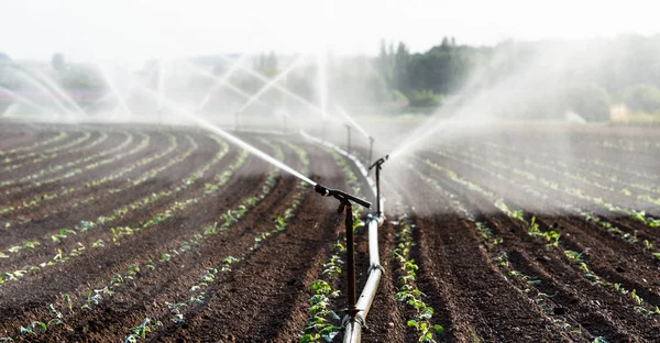 Watering Crops Western Germany Irrigation System Using Sprinklers Cultivated Field — Stock Photo, Image