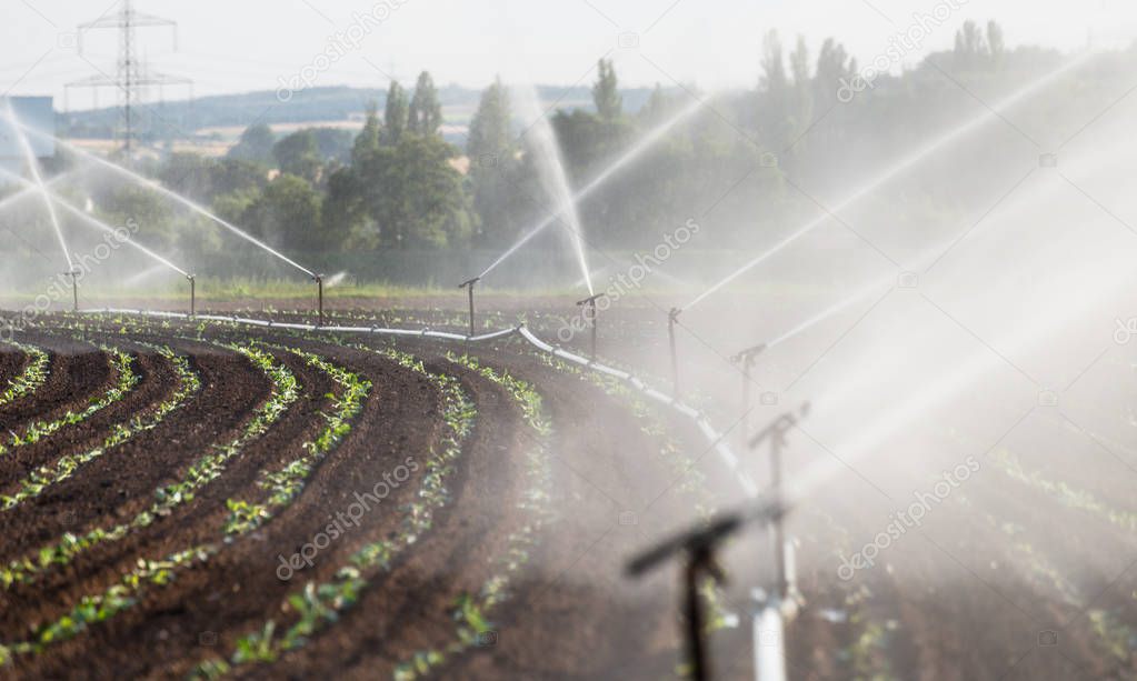 Watering crops in western Germany with Irrigation system using sprinklers in a cultivated field.