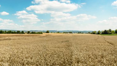 Yaz aylarında tarafından altın buğday sahada arka plan mavi gökyüzü bulutlar ve ağaçları ile Panoraması.