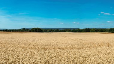 Yaz aylarında tarafından altın buğday sahada arka plan mavi gökyüzü bulutlar ve ağaçları ile Panoraması.
