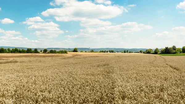 Panorama Campo Trigo Dourado Verão Fundo Céu Azul Com Nuvens — Fotografia de Stock