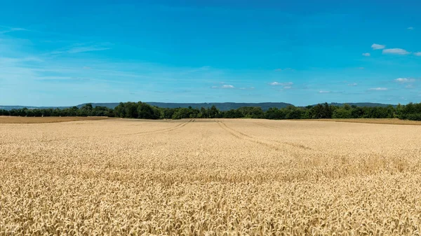 Yaz aylarında tarafından altın buğday sahada arka plan mavi gökyüzü bulutlar ve ağaçları ile Panoraması.