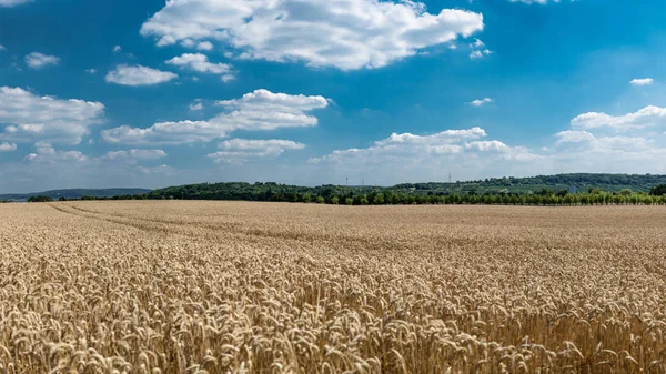 Yaz aylarında tarafından altın buğday sahada arka plan mavi gökyüzü bulutlar ve ağaçları ile Panoraması.