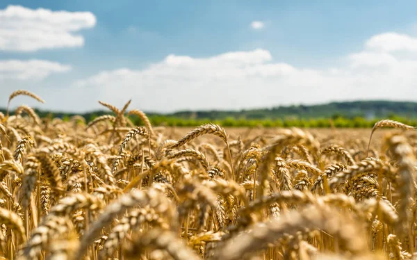 Панорама Золотого Пшеничного Поля Летом Фоне Голубого Неба Облаками Деревьями — стоковое фото