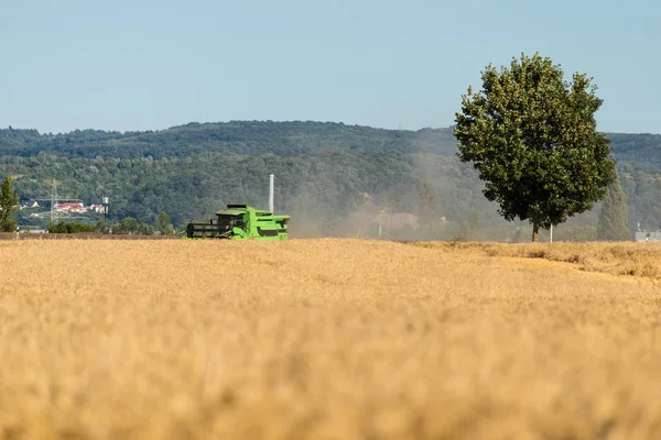 Durante Colheita Ceifa Corta Trigo Maduro Campo — Fotografia de Stock