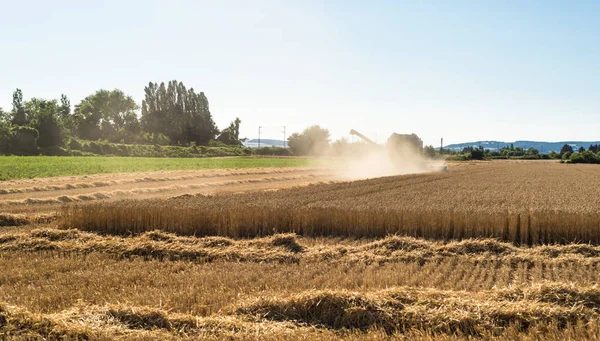 Harvest Combine Mows Ripe Wheat Field — Stock Photo, Image