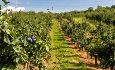 Batı Almanya'da bir güzel yaz gününde orchard dalında üzerinde taze olgun mavi mor Erik.