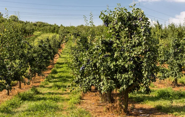 Batı Almanya'da bir güzel yaz gününde orchard dalında üzerinde taze olgun mavi mor Erik.