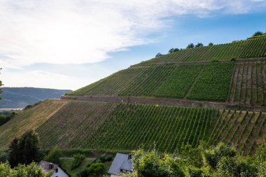 Üzüm bir çiftlikte bir asma üzerinde güzel bir sıcak, güneşli, yaz günü Batı Almanya'da olgunlaşma.