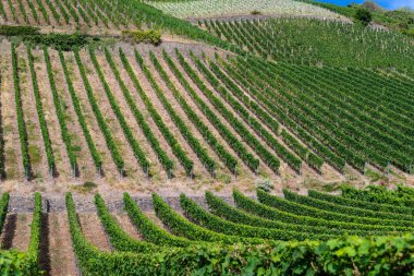 Üzüm bir çiftlikte bir asma üzerinde güzel bir sıcak, güneşli, yaz günü Batı Almanya'da olgunlaşma.