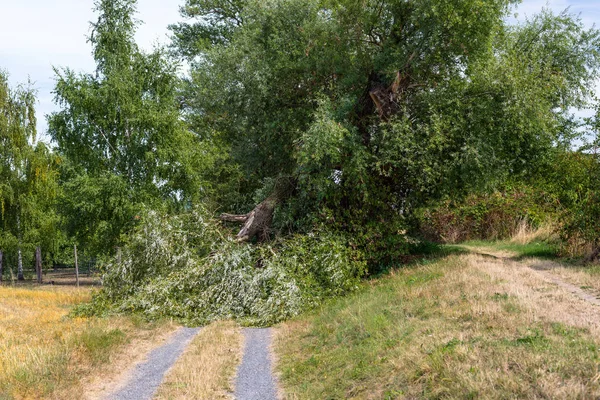 一棵倒下的树 风落在德国西部田野的泥土路上 — 图库照片