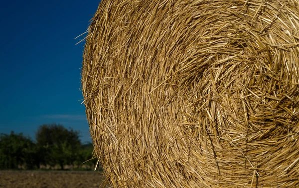 Rundbalar Halm Liggande Ett Upplöjd Fält Bakgrunden Vacker Blå Himmel — Stockfoto