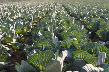 Güneşli bir yaz alanında Batı Almanya'da olgunlaşmış lahana. Güneş tarafından vurgulanan lahana yaprakları.