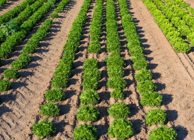Yeşil marul yaz güneşli bir günde Batı Almanya'da olgunlaşma.