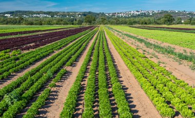 Yeşil marul yaz güneşli bir günde Batı Almanya'da olgunlaşma. İçinde belgili tanımlık geçmiş güzel bir mavi gökyüzü.
