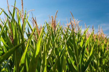 İçinde belgili tanımlık geçmiş güzel bir mavi gökyüzü ile bir sıcak yaz gününde güneş tarafından Mısır yaprakları yaktı.