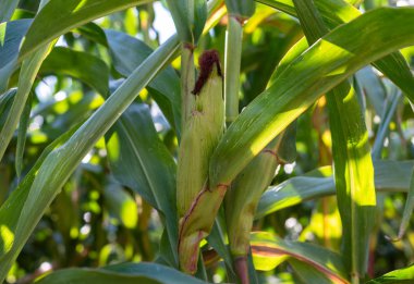 Üzerinde alanında bir sıcak güneşli yaz gününde büyüyen mısır olgunlaşma.