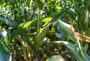 Üzerinde alanında bir sıcak güneşli yaz gününde büyüyen mısır olgunlaşma.