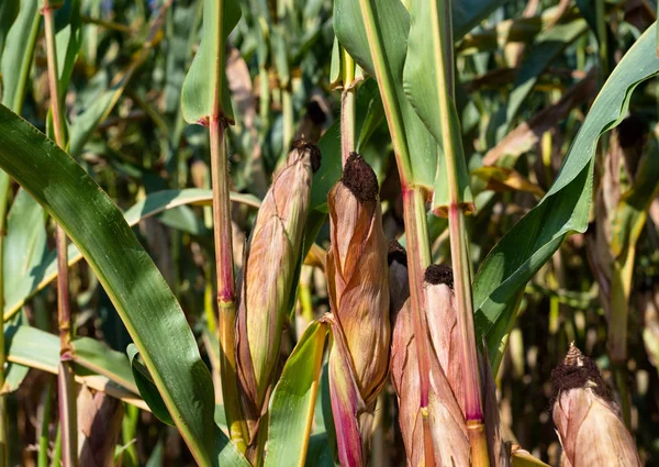 Bir sıcak güneşli yaz gününde alanında büyüyen üzerinde olgunlaşmış Mısır.