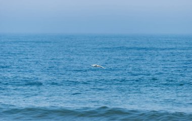 Bir yaz sabahı uçan yalnız martı ile güzel, mavi ve sakin bir deniz manzara.