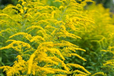 Bright yellow flowers of the solidago, commonly called goldenrods, growing on a hot summer day. clipart