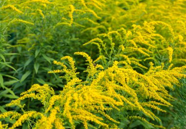 Bir sıcak yaz gününde parlak sarı çiçekleri solidago, yaygın olarak adlandırılan goldenrods,.
