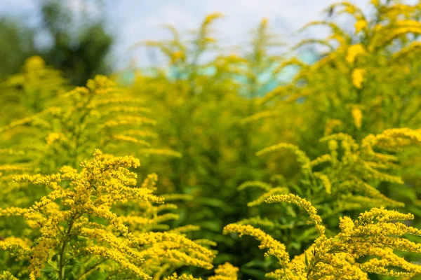Flores Amarelas Brilhantes Solidago Comumente Chamados Goldenrods Crescendo Dia Quente — Fotografia de Stock