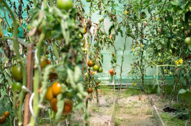 Bir yaz, sıcak, Ağustos günde bir ev bahçe ve ev sera domates olgunlaşma.