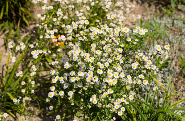 Blooming Daisies Field Summer Hot August Day Countryside White Yellow — Stock Photo, Image