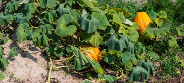 Kabak, sıcak bir Ağustos günü cucurbit bahçede kırsalında olgunlaşma.