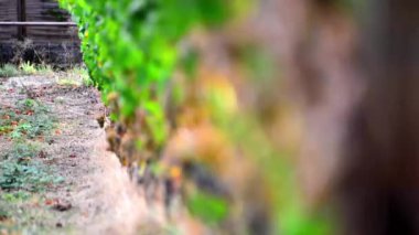 Görüntüleri Olgun üzüm şarap imalathaneleri, alan derinliğini değiştirme çalıların üzerinde.