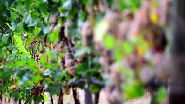 Footage Ripe Grapes Bushes Wineries Changing Depth Field — Stock Video