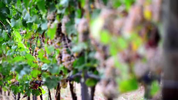 Görüntüleri Olgun Üzüm Şarap Imalathaneleri Alan Derinliğini Değiştirme Çalıların Üzerinde — Stok video