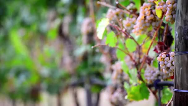 Filmación Uvas Maduras Los Arbustos Las Bodegas Cambiando Profundidad Campo — Vídeo de stock