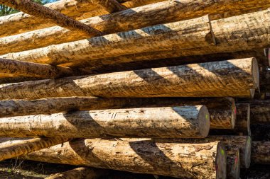 Güneşli bir günde kazık yere yatan soyulmuş günlükleri.