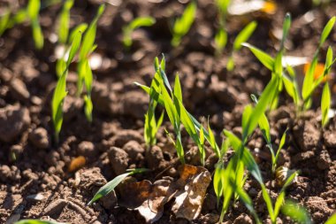 Kış kış hububat olgunlaşma, Eylül ayında güzel, güneşli bir sonbahar gününde kaplı alan tahıllar. Yakın çekim vurdu.