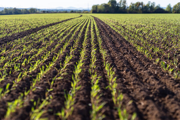 Спеление озимых злаков, поле озимых зерен, выстроенное в сентябре в прекрасный солнечный осенний день
.