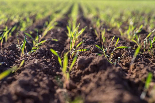 Ripening Winter Cereals Winter Grains Field Lined September Beautiful Sunny — Stock Photo, Image