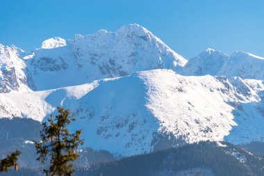 Ön planda ağaçları ile Polonya Tatra Dağları'nın güzel bir manzara. Kış, karla kaplı dağlar görünür ağaçlar ve mavi gökyüzü güneşli, güzel bir gün.