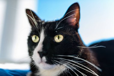 Yalan bir pencere üzerinde mavi bir yatak, bir mavi gökyüzü arka plan üzerinde siyah beyaz bir burun ile siyah bir kedi.