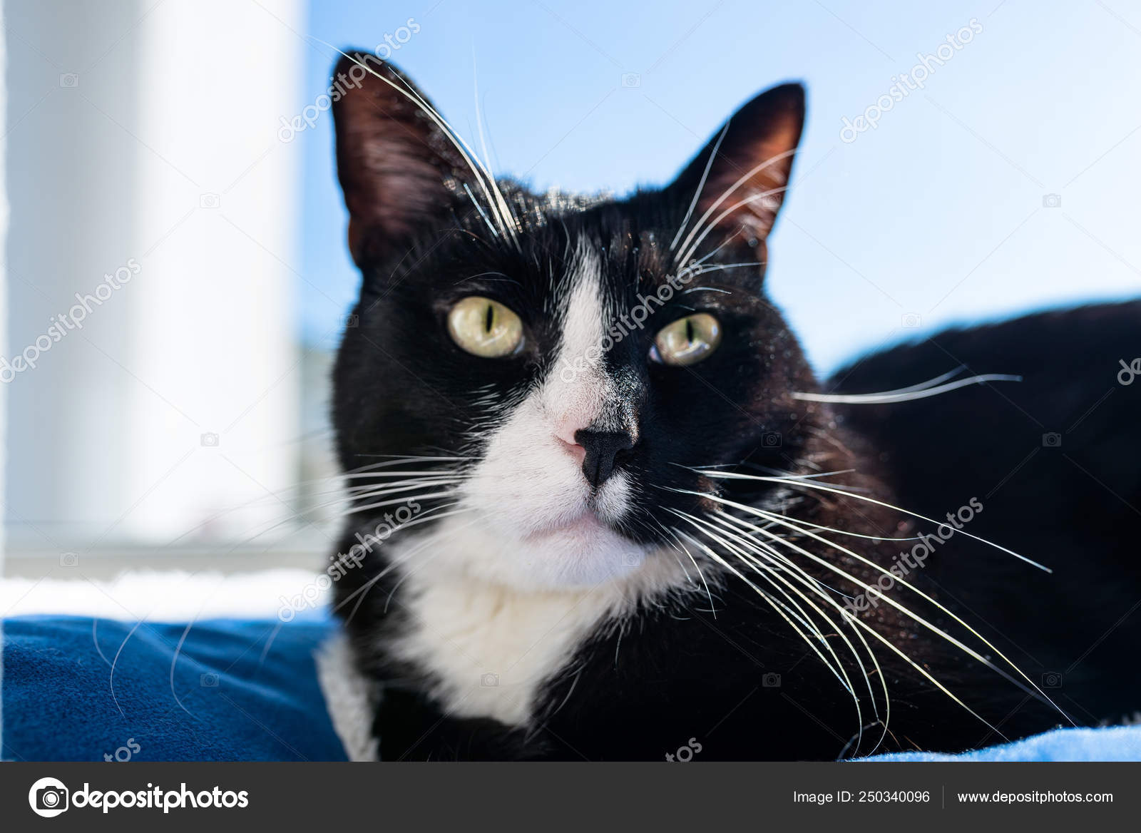 Eine Schwarze Katze Mit Einer Schwarzen Und Weißen Schnauze